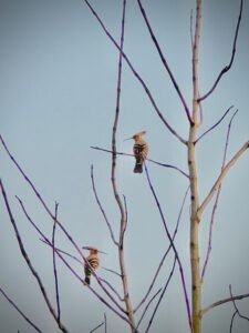 IMG_2025